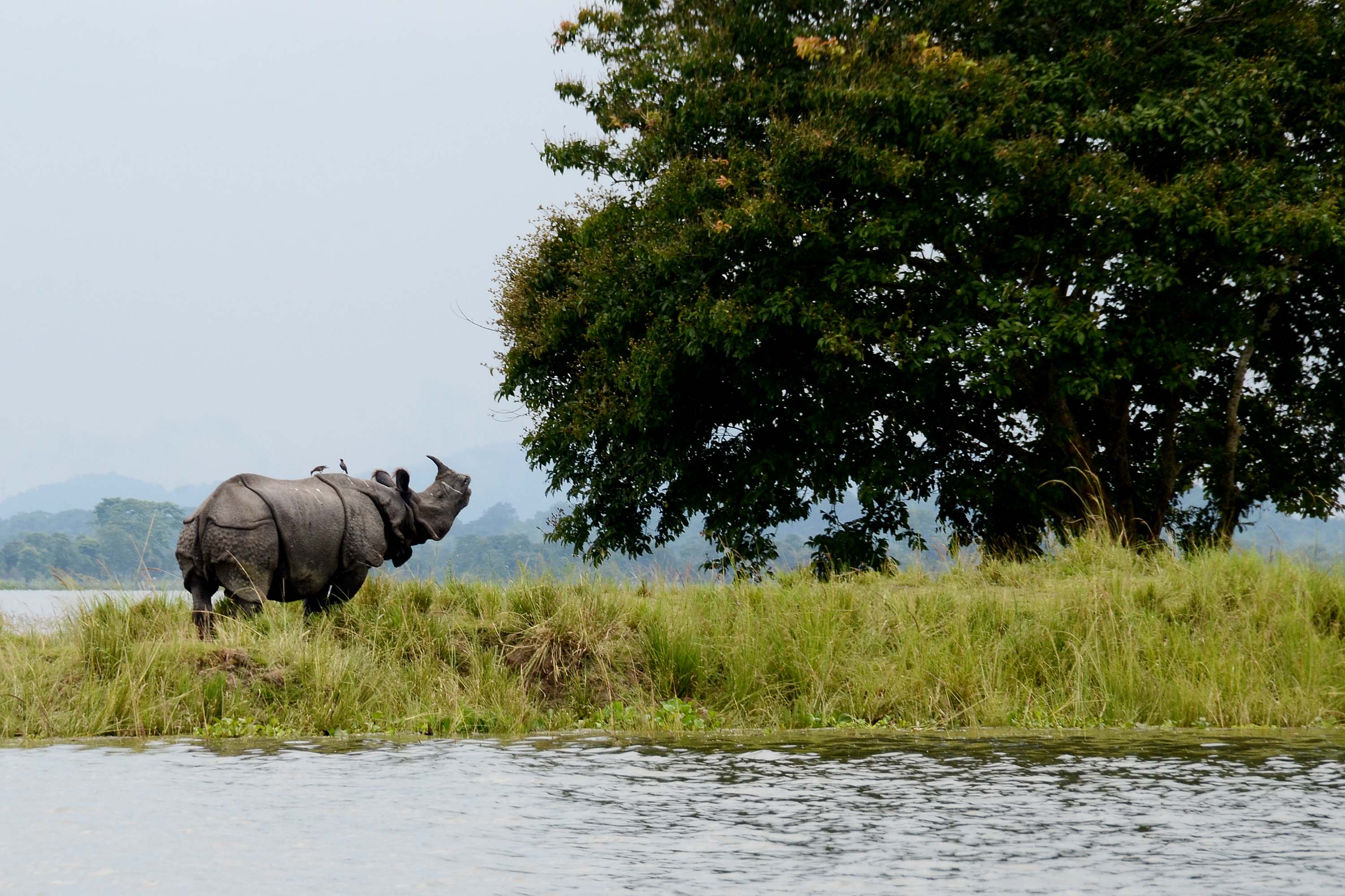 Kaziranga & Shillong Combo